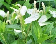 三白草