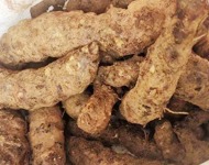 土茯苓