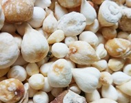 山慈菇