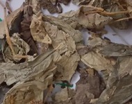 广东紫珠