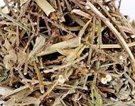 马鞭草