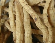 玉竹