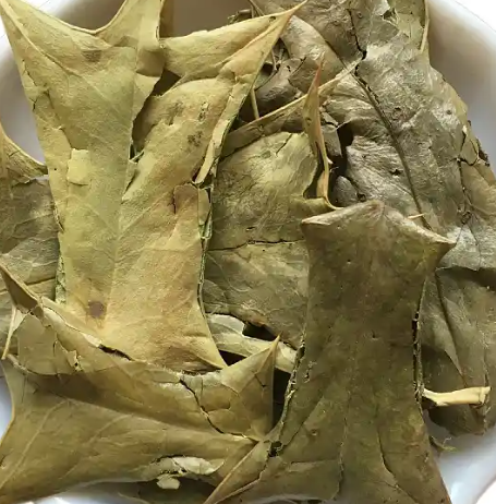 枸骨叶