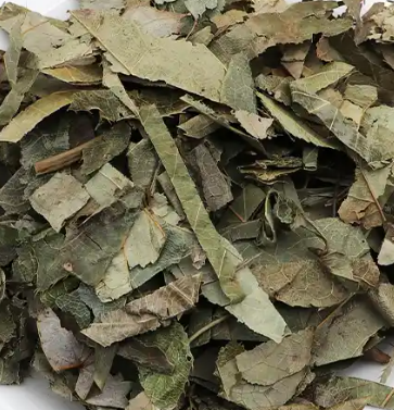 淫羊藿