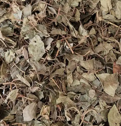 矮地茶